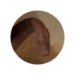 Dinowelt Spielfigur - Brachiosaurus -Geschäft Zur Auswahl Von Modespielzeugen 4016096242237 dinosaurier b 24223 b 24220 01